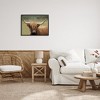 Stupell Industries Highland Cattle Shaggy Hair Country Animal Portrait Photography - 2 of 4