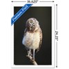 Trends International Curious Burrowing Owlet Framed Wall Poster Prints - 3 of 4