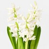 Mother's Day 6" Potted Hyacinth - Good Little Garden™ - 3 of 3