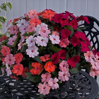 4pc SunPatiens Kiss'n Cousins Mix - National Plant Network