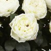 Fancy Rose Silk Floral Arrangement - White - Nearly Natural - image 3 of 3
