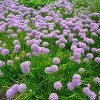 Van Zyverden 12ct Bulbs Allium Rosy Dream - 2 of 4