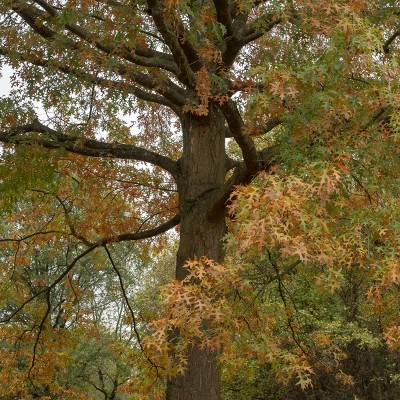 2.25gal Pin Oak Tree - National Plant Network