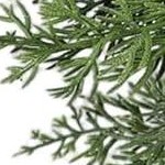 pine wreath with red berries