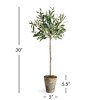Plum & Post Olive Tree Potted 30" - 4 of 4