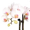 Green Circle Growers 5" White Orchid Houseplant White and Pink Ceramic Planter - 2 of 4