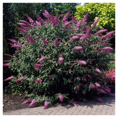 Buddleia 'Pink Delight' 1pc - National Plant Network U.S.D.A Hardiness Zone 5-9