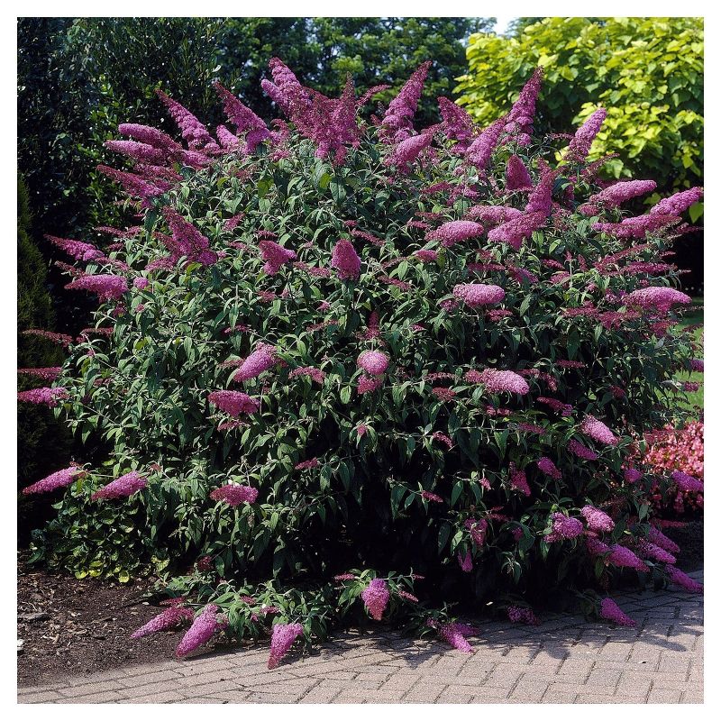 Buddleia &#39;Pink Delight&#39; 1pc - National Plant Network U.S.D.A Hardiness Zone 5-9, 1 of 5