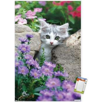Trends International Keith Kimberlin - Kitten - Stones and Flowers Unframed Wall Poster Prints