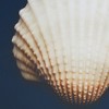 Gulches 4-Piece Framed Canvas Wall Art Set with Shell Photography - 4 of 4