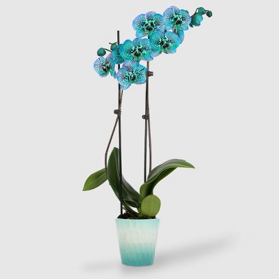 5" Kaleidoscope Orchid - Good Little Garden™