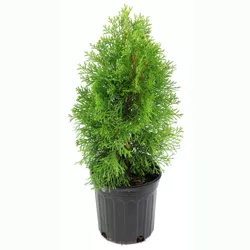 Arborvitae 'Green Giant' U.S.D.A. Hardiness Zones 5-8 Cottage Hill