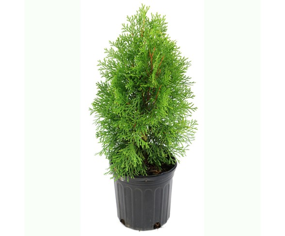 Arborvitae 'Green Giant' 1pc U.S.D.A. Hardiness Zones 5-8 Cottage Hill 2.5qt
