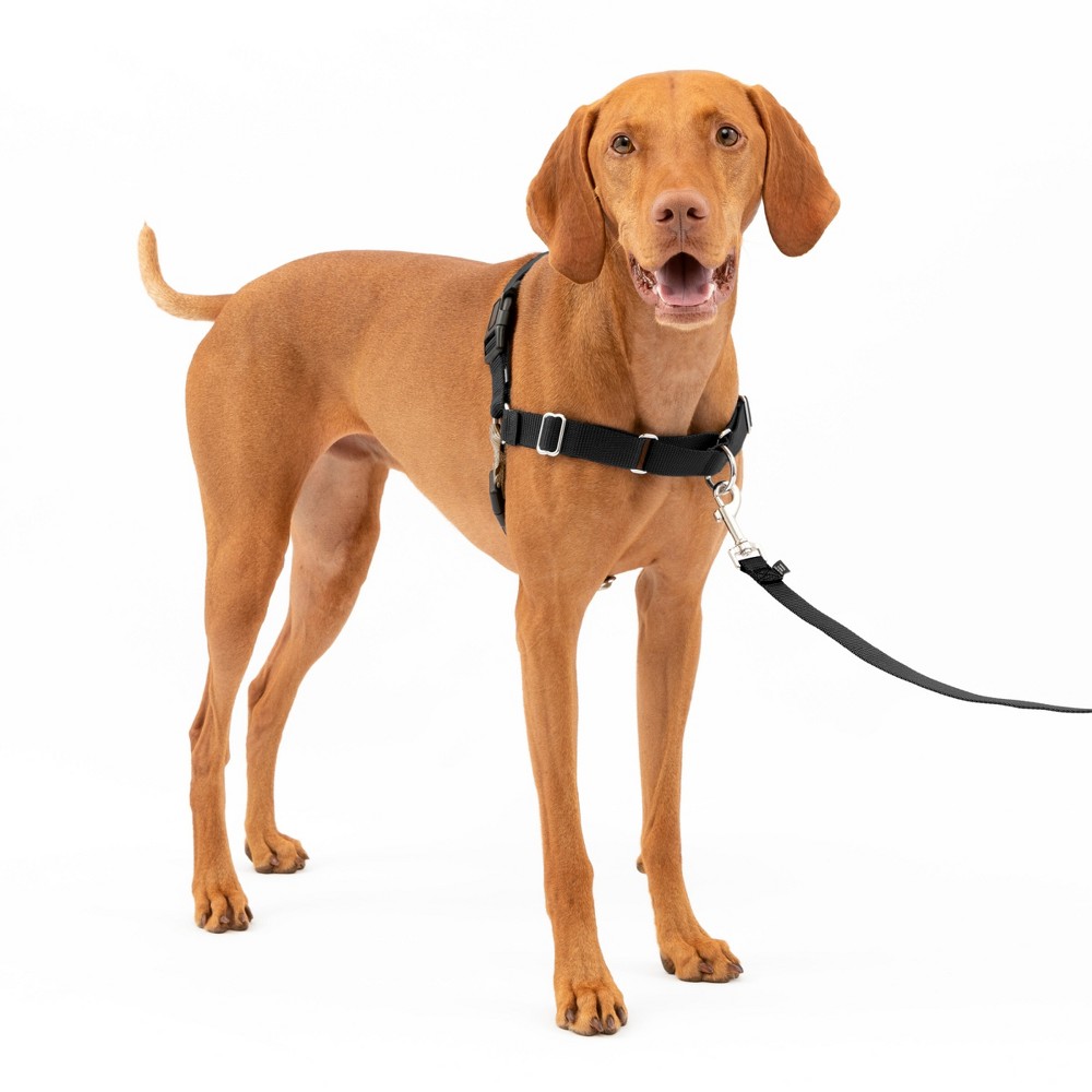 Photos - Collar / Harnesses PetSafe Easy Walk Adjustable Dog Harness - M - Black 