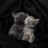 Attop Fleece Blanket Queen Size Black 300GSM Luxury Anti-Static Fuzzy Soft Microfiber Bed Blanket - 2 of 4
