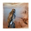 Trademark Fine Art -Jim Brune 'Redtail Hawk' Canvas Art - 2 of 4