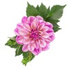 Madd Capp Puzzles: DAHLIA 350 Piece Jigsaw Puzzle - 2 of 4