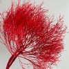 Alilang Decorative Dried Ming Fern Stems for Elegant Home Decoration and Creative Floral Arrangements, 19.5 Inches - 2 of 3
