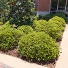 Indian Hawthorn 'Snow White' 2.25gal U.S.D.A. Hardiness Zones 8-10 - 1pc - National Plant Network: Full Sun, Nursery Pot - 2 of 3