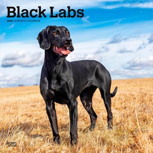 BrownTrout Black Labrador Retrievers 2026 12"x24" Hanging Square Wall Calendar Plastic-Free - 1 of 4