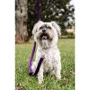 Country Brook Petz Deluxe Nylon Dog Leash, 6 Foot - 4 of 4