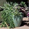 Sunnydaze Indoor/Outdoor Ocean Villa Decorative Glazed Ceramic Planter for Greenery or Flowers - 15" - 4 of 4