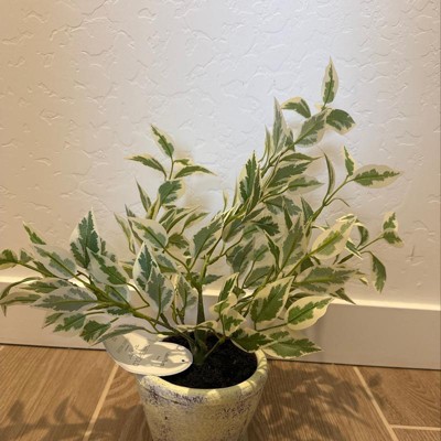 Deals Large Variegated Plant - Threshold™,vfu