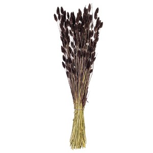 Vickerman 26" Dried Phalaris Bunch, 7 oz - 1 of 3