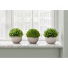 Gulches 5in Artificial Grass Tree in Grey Pot Trio Green Faux Plants for Home Office Table Decor - 2 of 4