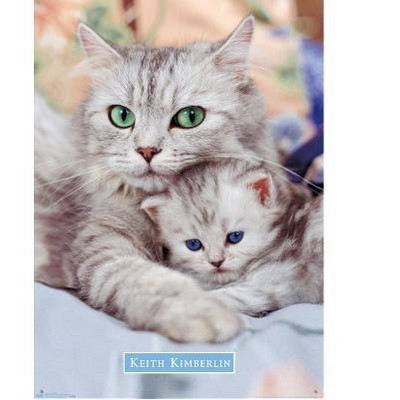 clear push pins bundle