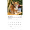 Willow Creek Press 2026 Chihuahua Rules Wall Calendar - 3 of 4