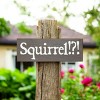 Slickblue Squirrel!? Text Sign, 3.5x10 Rustic Pine Wood Plaque, Hanging or Shelf Decor Sign, Multiple Colors - 2 of 3
