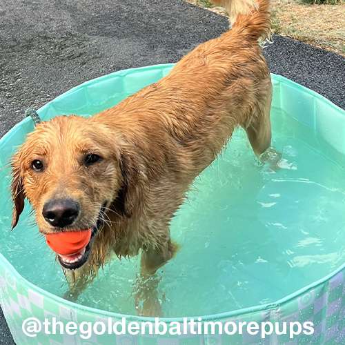 user image by @thegoldenbaltimorepups, 12" x 40" Round Inflatable Dog Pool - Sun Squad™
