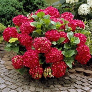 National Plant Network Live Outdoor 4" Red Beauty Hydrangea Plants - 3ct - 1 of 4