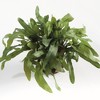 Plum & Post Echeveria Fern Artificial Plant Drop-In - 2 of 4