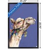 Trends International Snowtap - Camel Photobomb Framed Wall Poster Prints - 3 of 4