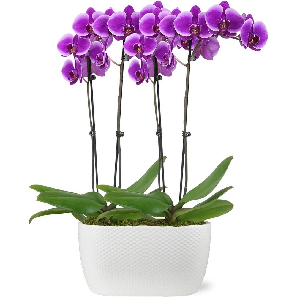 Live 10 Purple 1 Duo Orchid Houseplant in Dot Planter