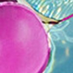 blue pink
