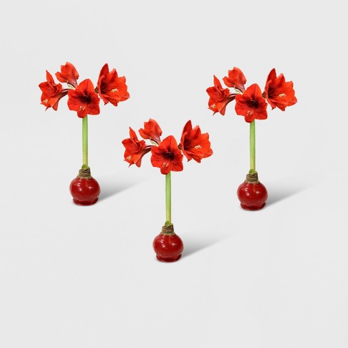 3pc Waxed Amaryllis Bulb Cottage Hill Target