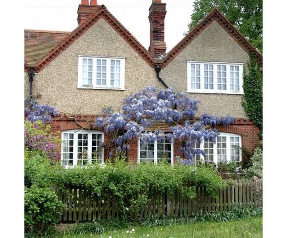 Wisteria 'Blue' 1pc U.S.D.A. Hardiness Zones 3-9 Cottage Hill 2.5qt