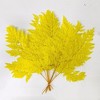 Alilang Decorative Dried Fern Leaves for Home Decoration and Floral Arrangements, 13.5 Inches - 2 of 4