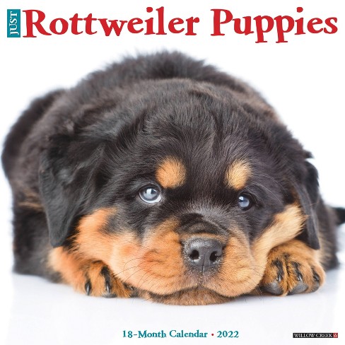 2022 Wall Calendar Just Rottweiler Puppies Willow Creek Press Target