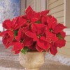 Collections Etc Glitter Poinsettia Bushes - Set of 3 11 X 9 X 20.25 - 2 of 2