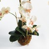 Plum & Post Phalaenopsis Orchid Artificial Plant Drop-In - 3 of 4