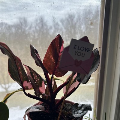 peace lily  /
