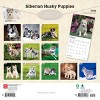 BrownTrout Siberian Husky Puppies 2026 12"x24" Hanging Square Wall Calendar Plastic-Free - 2 of 4