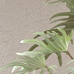 natural wood