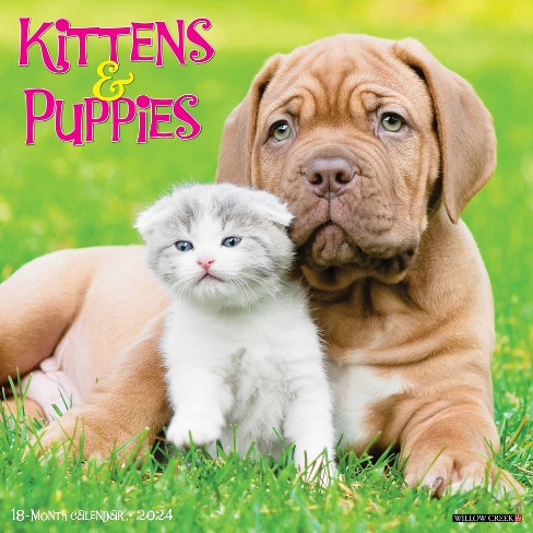 2024 Kittens Wall Calendar, TF Publishing