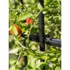 Gardener's Supply Company Titan Tall Tomato Cages I Sturdy Steel Core Plant Support Trellis Cage for Climbing Plants, Vegetable Garden & Tomato - 2 of 4