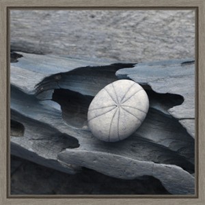 Amanti Art Nautical Shell still life III by Savanah Plank Danita Delimont Canvas Wall Art Print Framed 16 x 16-in. - 1 of 4